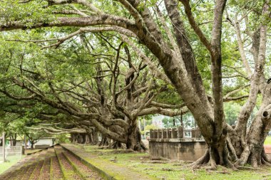 bir şehirde merdiven ile orman
