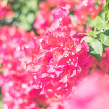 Kırmızı bougainvillea çiçek