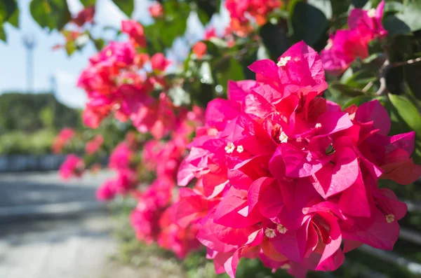 Flores vermelhas de buganvília — Fotografia de Stock