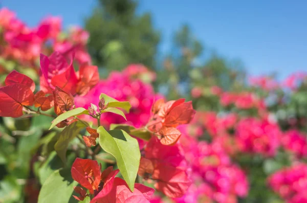 Flores vermelhas de buganvília — Fotografia de Stock