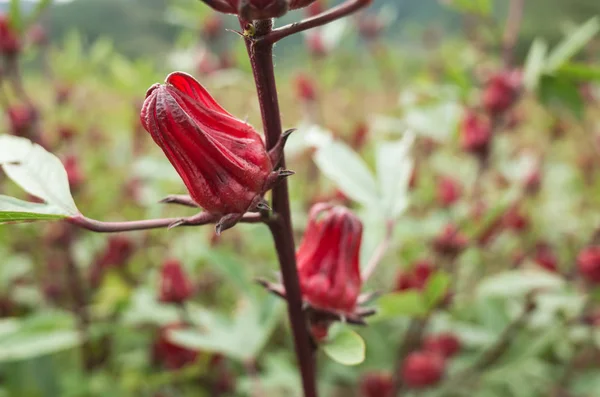 Červená roselle květiny — Stock fotografie