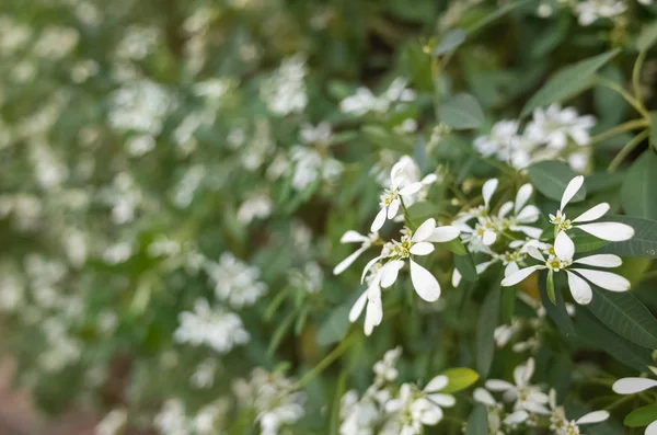 Flores brancas no exterior — Fotografia de Stock