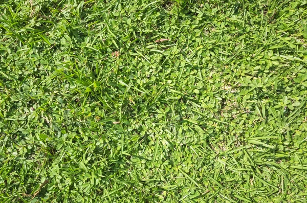 Травянистая текстура фона — стоковое фото