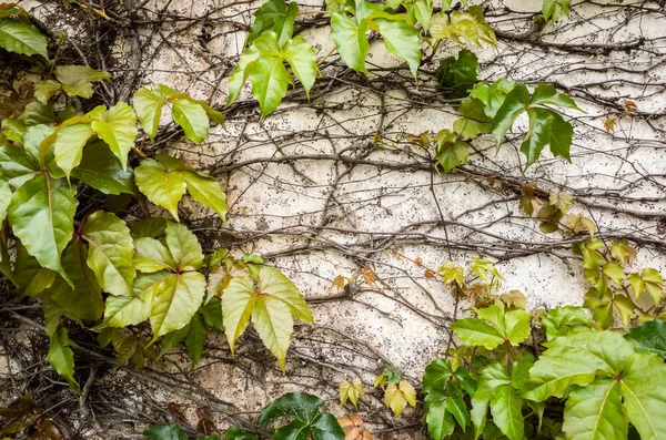 Sfondo di parthenocissus tricuspidata — Foto Stock