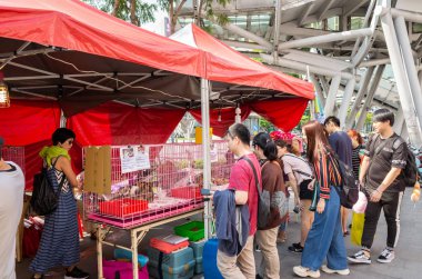 sokakta kediler ve köpekler ile hayvan evlat edinme Organizasyonu