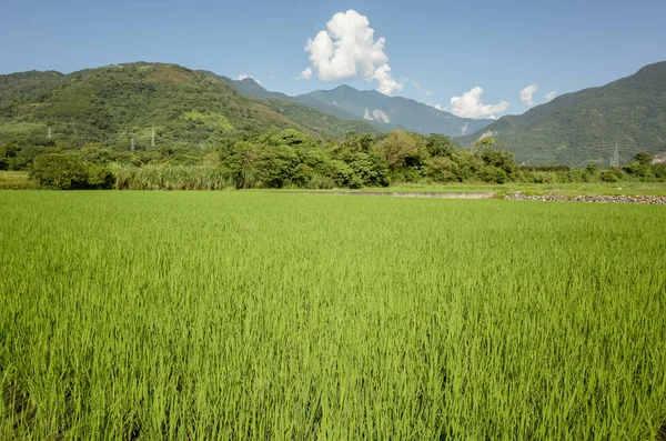 Groene paddy boerderij — Stockfoto