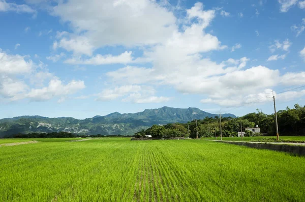 Grüne Reisfelder — Stockfoto