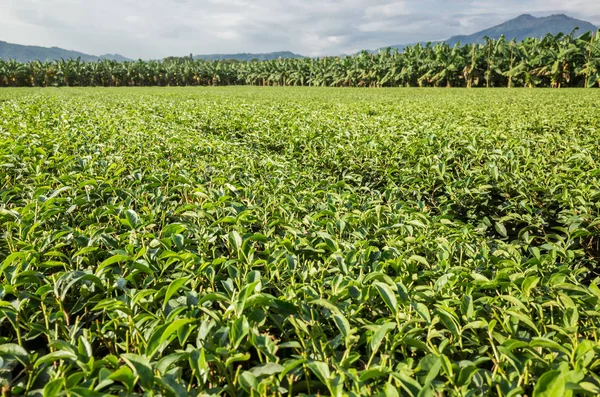 Quinta de chá verde — Fotografia de Stock