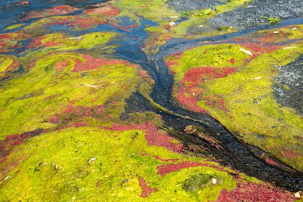 Färgglada röda azolla — Stockfoto