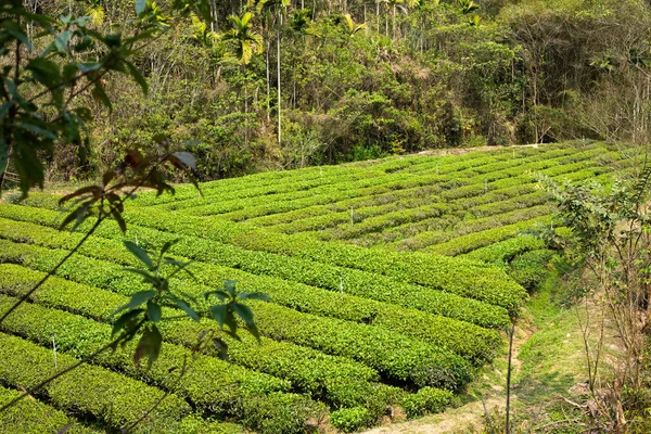 Groene thee boerderij in de vallei — Stockfoto