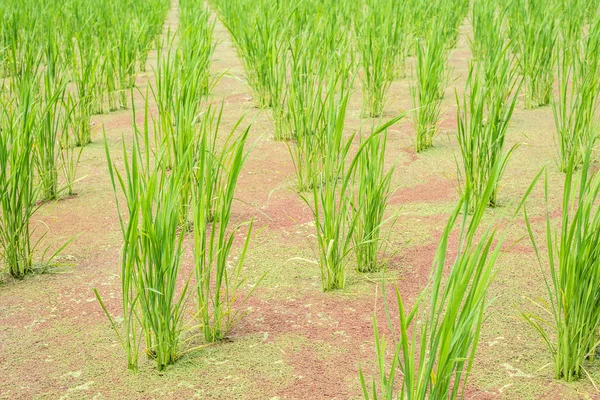 Granja de bambú de agua (zizania latifolia) —  Fotos de Stock