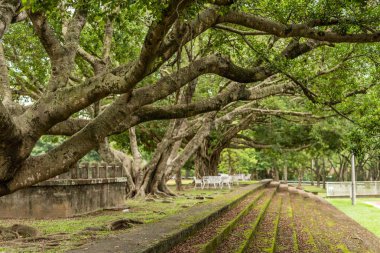 bir şehirde merdiven ile orman