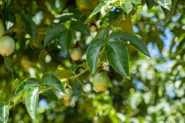 plastik net tutku meyve yetiştiriciliği çiftliği