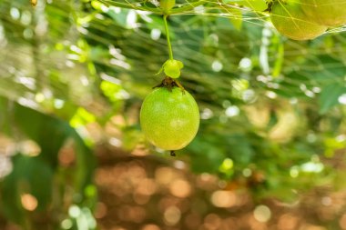 plastik net tutku meyve yetiştiriciliği çiftliği