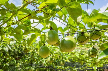 plastik net tutku meyve yetiştiriciliği çiftliği