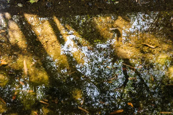 Γαλήνιο ποτάμι με αντανάκλαση του δέντρου — Φωτογραφία Αρχείου