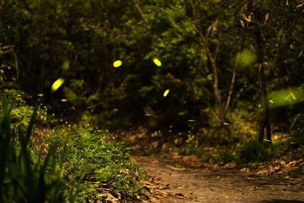 Glühwürmchen fliegen im Wald — Stockfoto