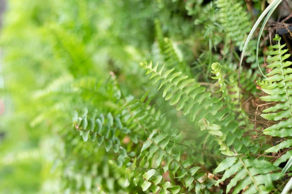 Felce verde con foglie sulla parete — Foto Stock