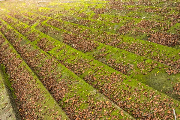 青苔石楼梯背景 — 图库照片