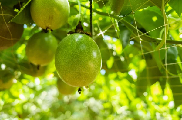 Farm of passion fruit cultivation on plastic net — Stock Photo, Image