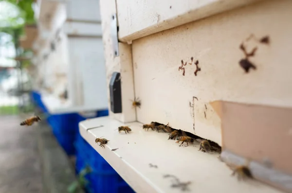 Fliegende fleißige Bienen mit weißem Kasten — Stockfoto