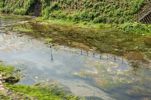 White egret stand on the ditch in the city — Stock Photo, Image