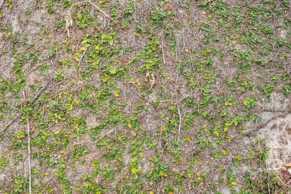 Groene klimop leaf op de muur — Stockfoto