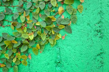 yeşil çimento duvarda sarmaşık yaprakları 