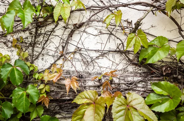 Sfondo di parthenocissus tricuspidata — Foto Stock