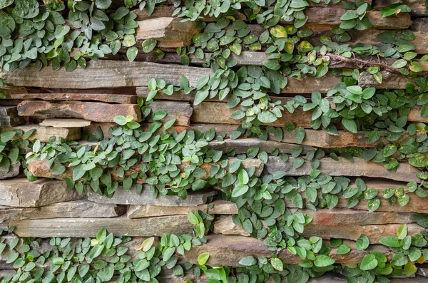 Wall with green moss background — Stock Photo, Image