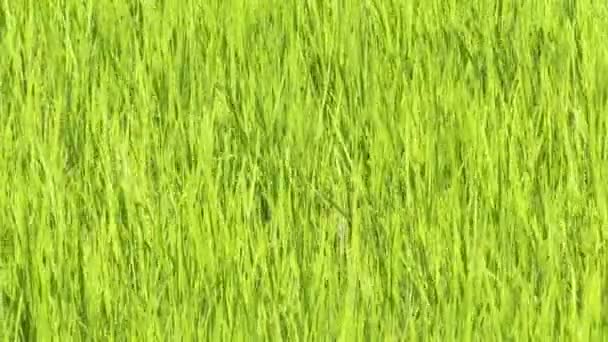 Grüne Reisfelder — Stockvideo