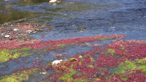Kleurrijke rode Azolla drijvend van de rivier — Stockvideo
