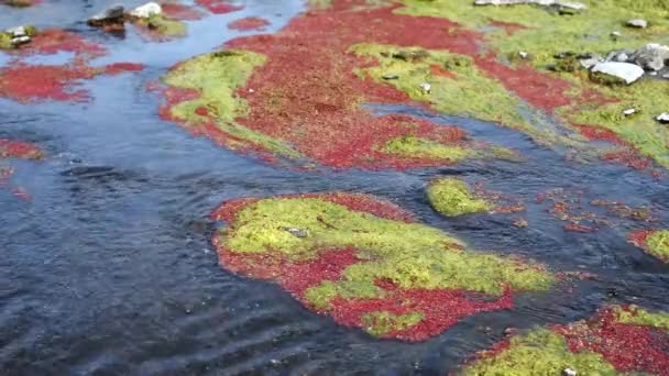 Colorful red azolla floating of the river — Stock Video