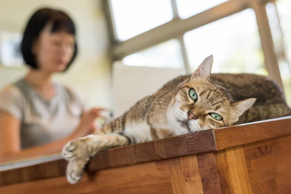 Thuiswerken met haar kat — Stockfoto