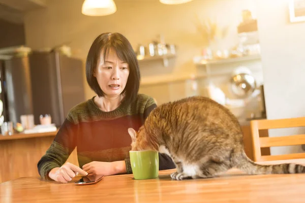 Cat drink water — Stock Photo, Image