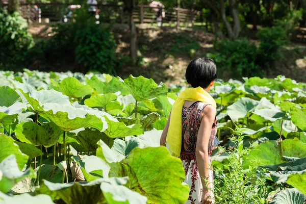 Reisenden Frau zu Fuß in einer Lotusfarm — Stockfoto