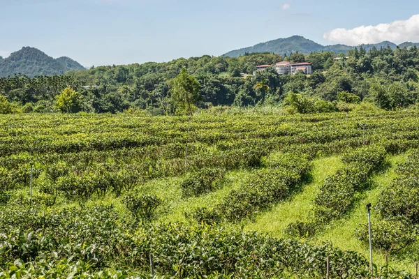 Paisagem rural da fazenda de chá em Yuchi — Fotografia de Stock