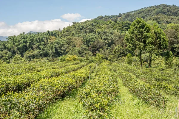 Scenario rurale di fattoria di tè a Yuchi — Foto Stock