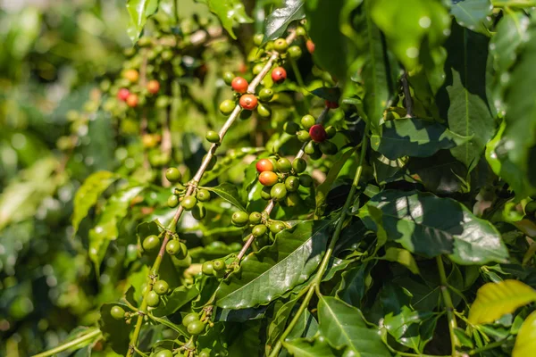 coffee tree bean in green and red color