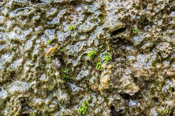 Fondo della parete muffa — Foto Stock