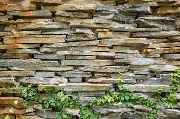 Wall with green moss background — Stock Photo, Image