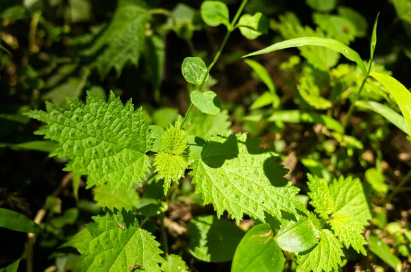 Sting nettle in the tropical forest — Stock Photo, Image
