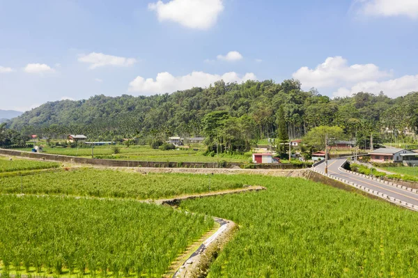 Su bambu (zizania latifolia) çiftlik — Stok fotoğraf