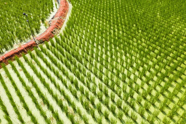 Vatten bambu (zizania latifolia) gård — Stockfoto