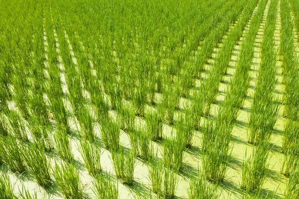 Water bamboo(zizania latifolia) farm — Stock Photo, Image