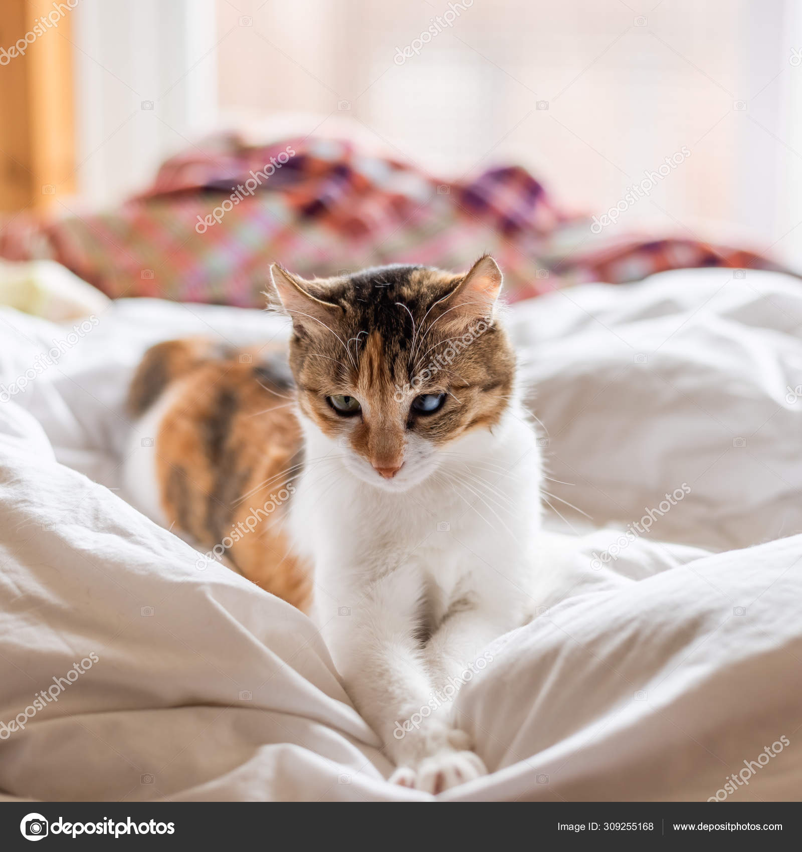 En skilpadde ligger på senga. – stockfoto © elwynn #309255168, image size:1600x1700