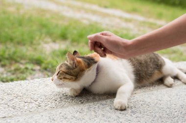 uyuyan bir kediye dokunun