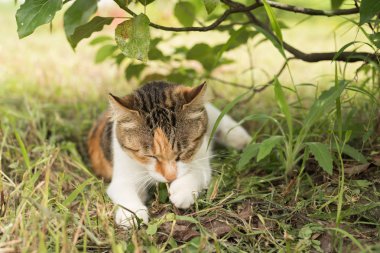 kedi uyku ağacının altında