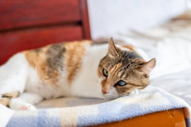 yatakta yatan kaplumbağa kabuğu kedi