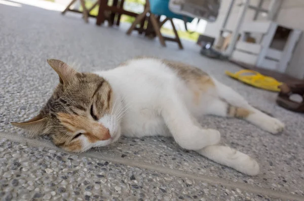 Cat sleep on the ground — Stock Photo, Image